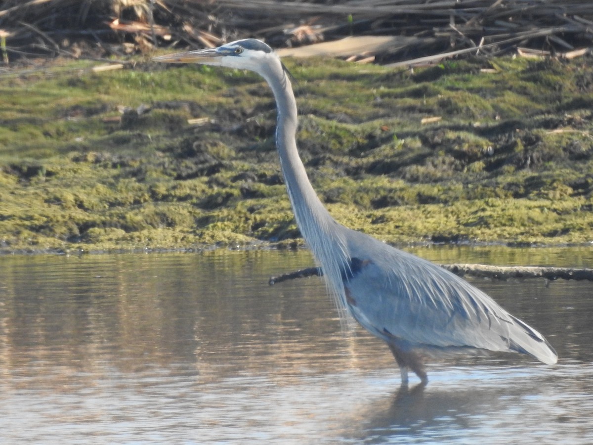 Чапля північна - ML651087421