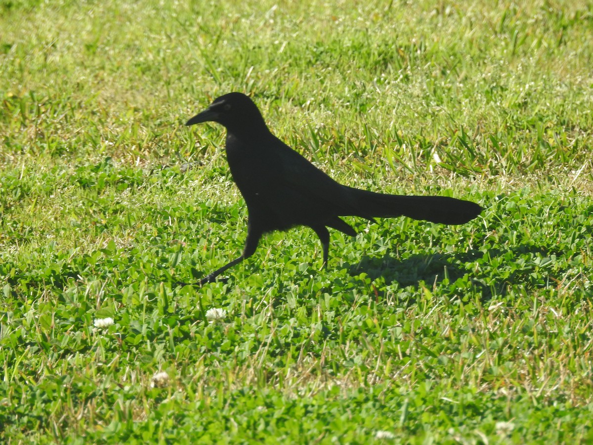 Гракл прибережний - ML651087492