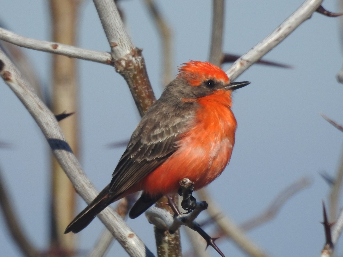 Москверо вогнистий - ML651087570