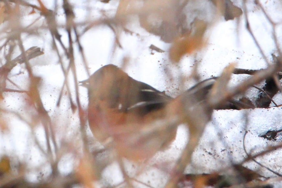 Toquí Flanquirrufo - ML651087610