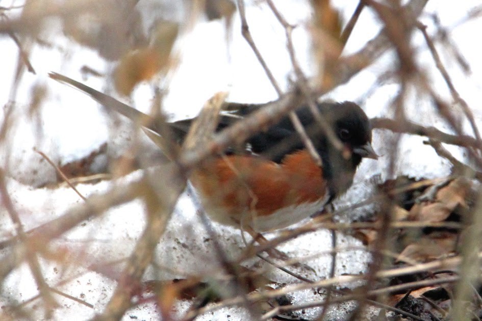 Toquí Flanquirrufo - ML651087611