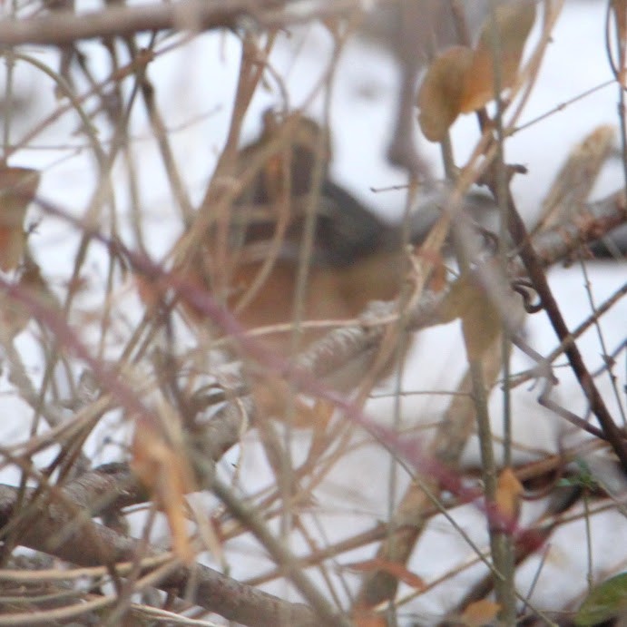 Toquí Flanquirrufo - ML651087612