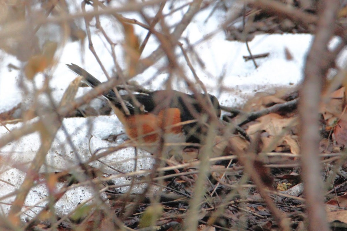 Toquí Flanquirrufo - ML651087613