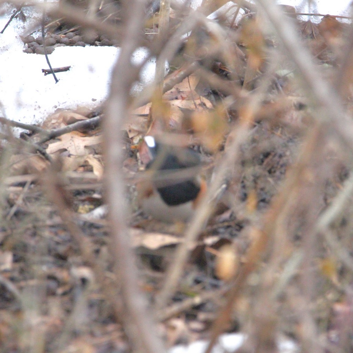 Toquí Flanquirrufo - ML651087614