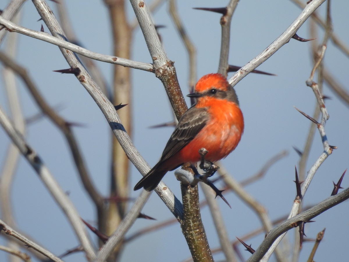 Москверо вогнистий - ML651087625