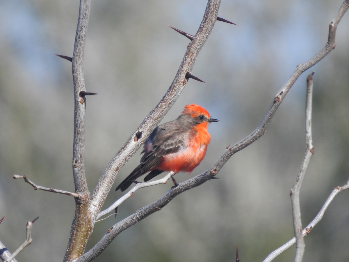 Москверо вогнистий - ML651087790