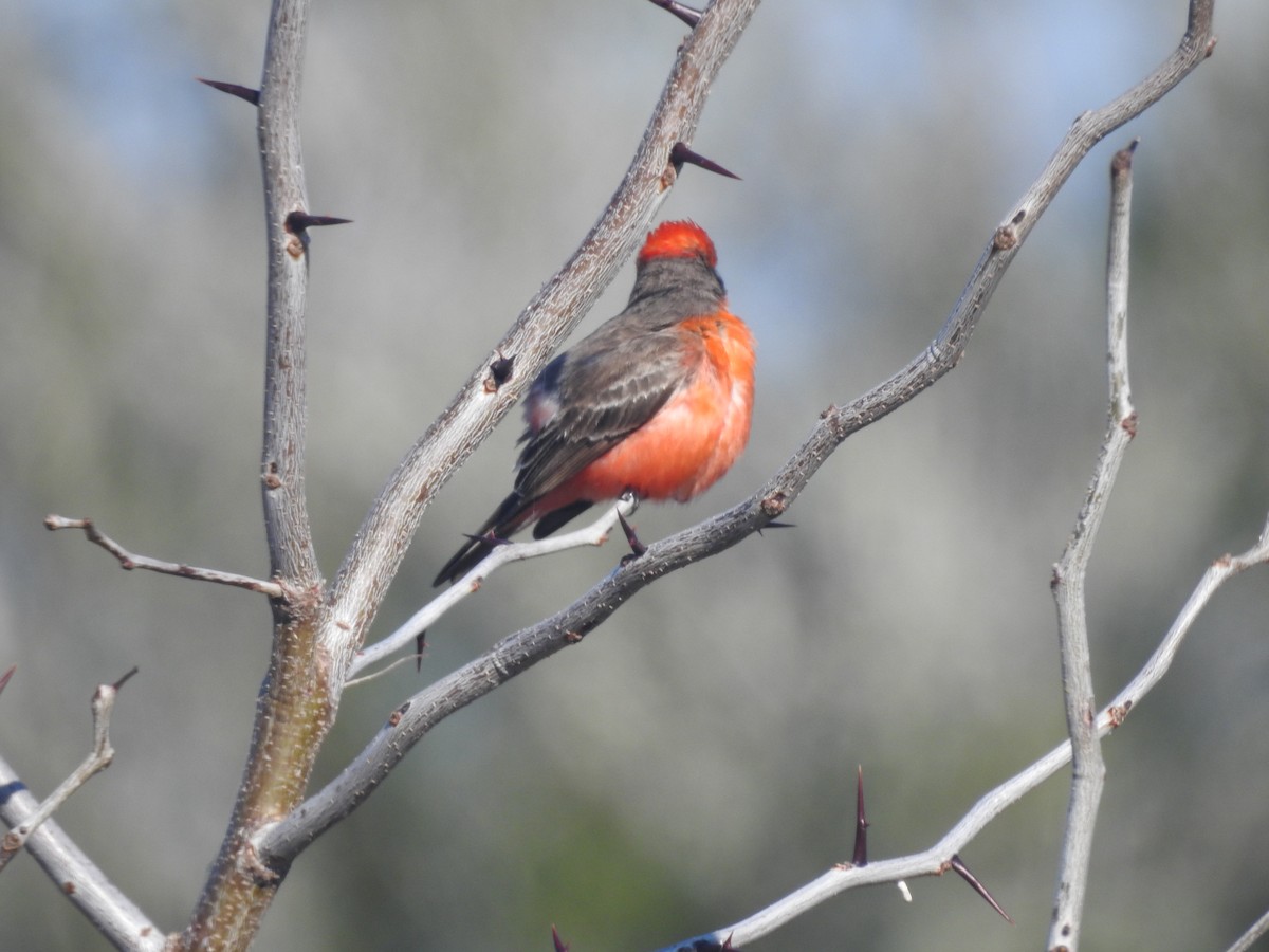 Москверо вогнистий - ML651087791