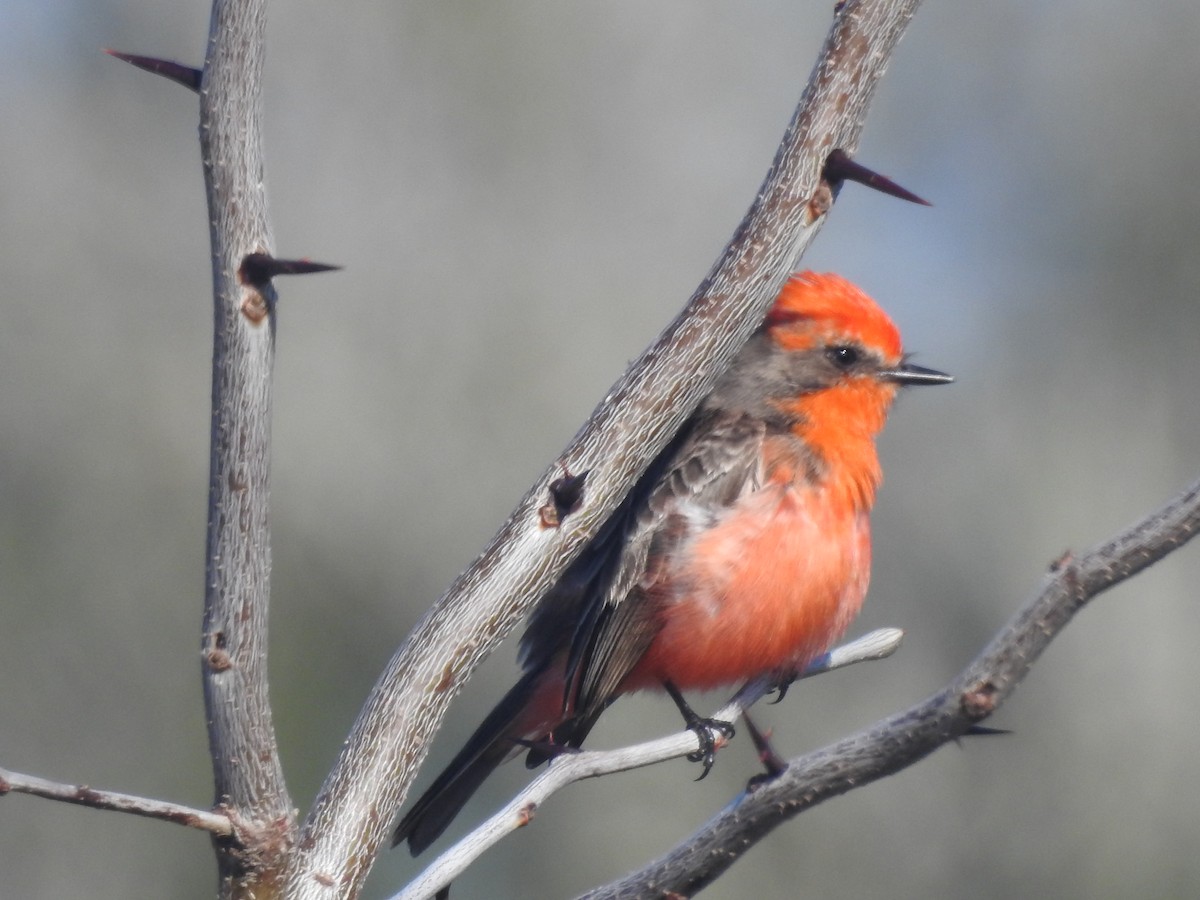 Москверо вогнистий - ML651087793