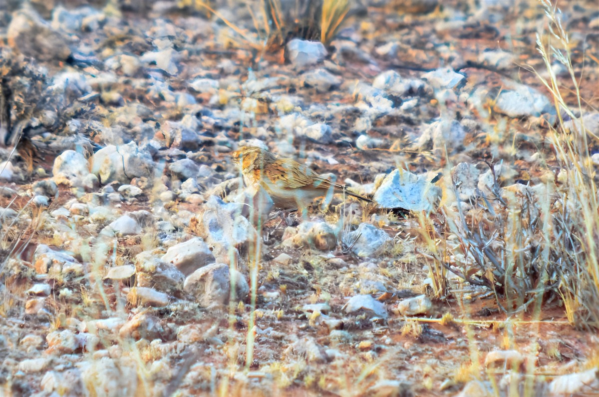 Fawn-colored Lark (Fawn-colored) - ML651087807