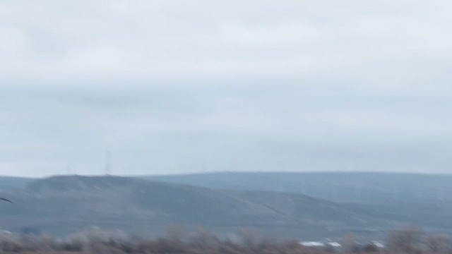 Гуска біла - ML651087826