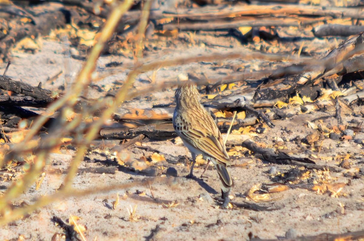 Fawn-colored Lark (Fawn-colored) - ML651087990