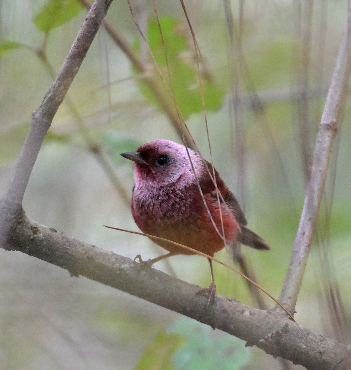 Pink-headed Warbler - ML651088035