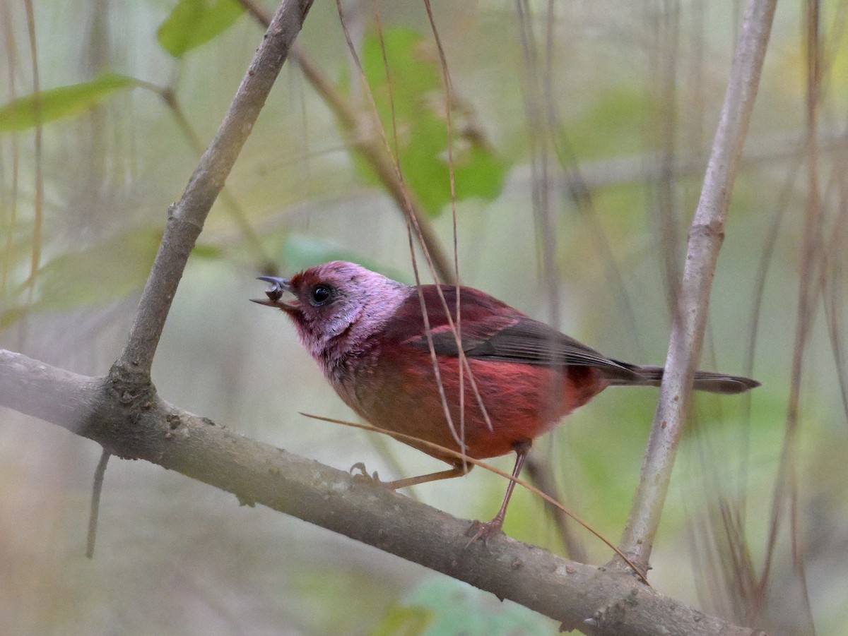 Pink-headed Warbler - ML651088036