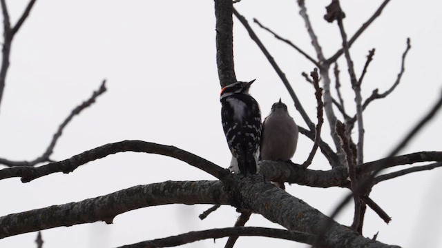 Дятел пухнастий - ML651088116