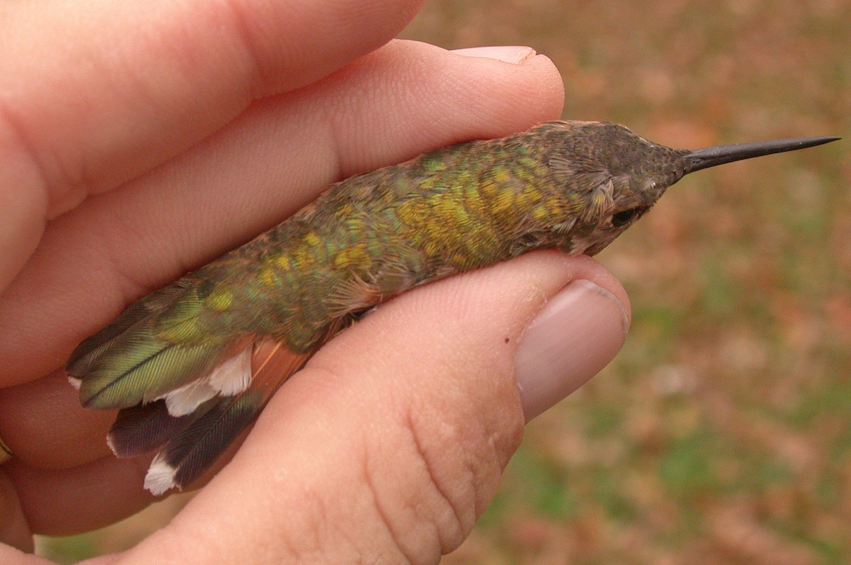 eBird Checklist - 10 Nov 2005 - US-OH, Pickerington - Rufous ...