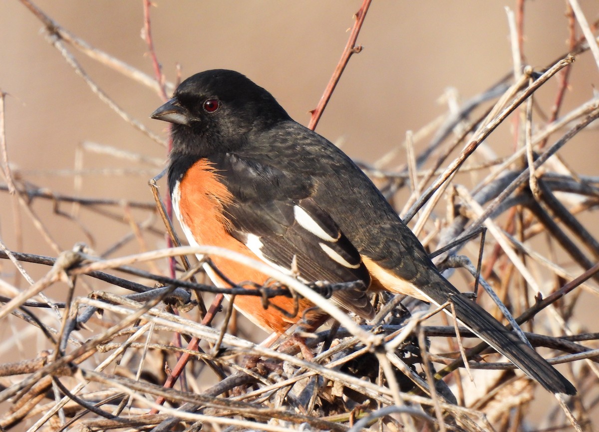 Toquí Flanquirrufo - ML651088516