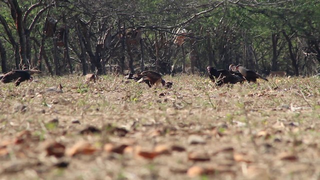 Каракара аргентинська - ML651088534