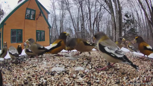 Evening Grosbeak - ML651088786