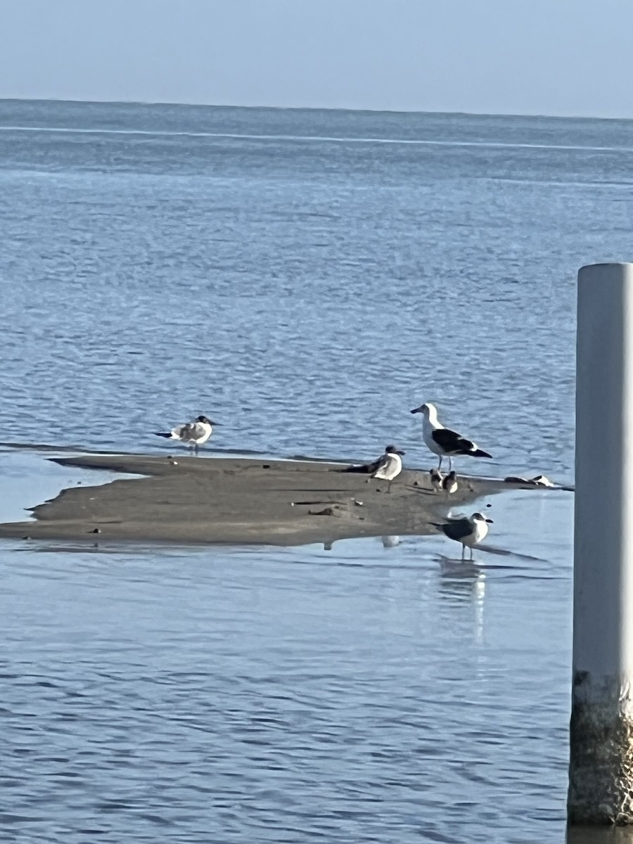 Kelp Gull - ML651089178