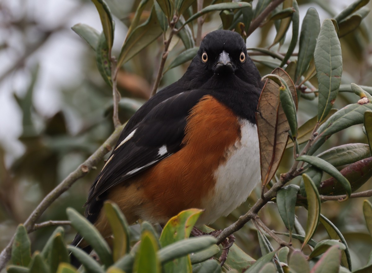 Toquí Flanquirrufo - ML651089410