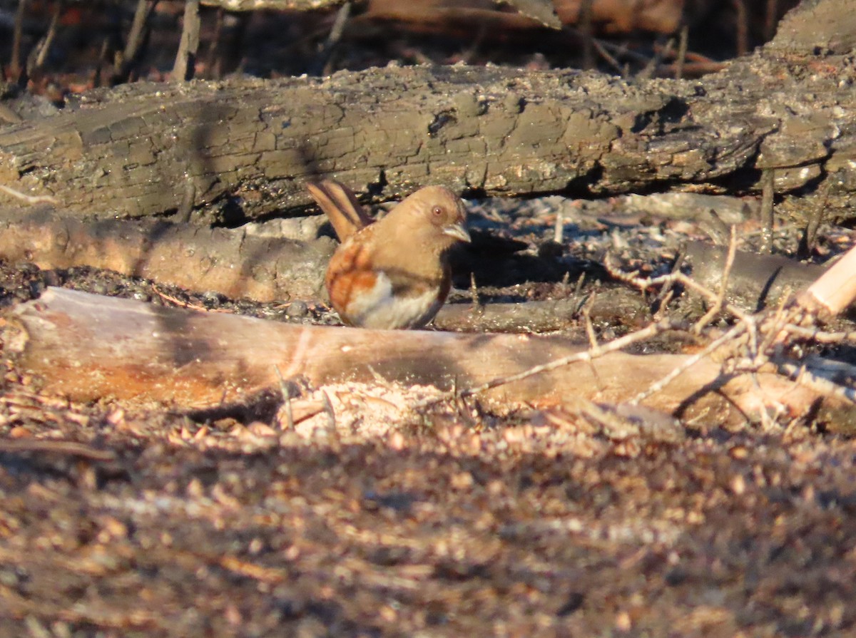 Toquí Flanquirrufo - ML651089957