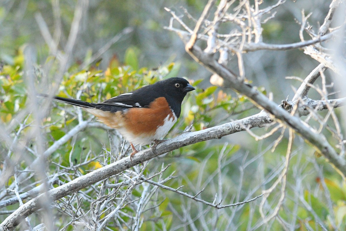 Toquí Flanquirrufo - ML651090071