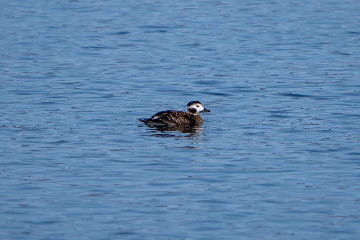 eBird Checklist - 15 Feb 2026 - Bayview Marina, Rochester - 20 species