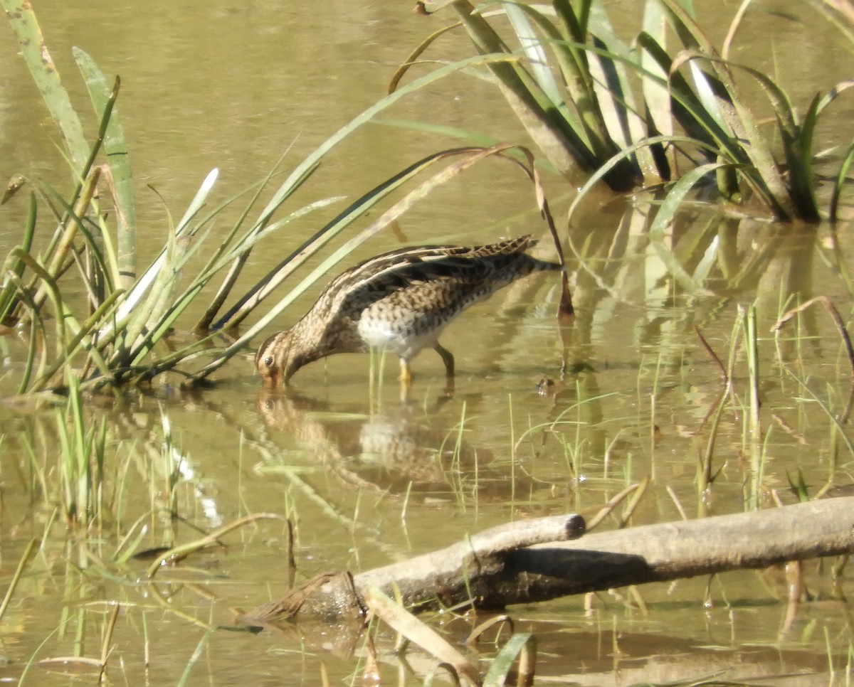 bekasina japonská - ML651090738