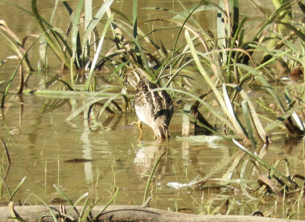bekasina japonská - ML651090739