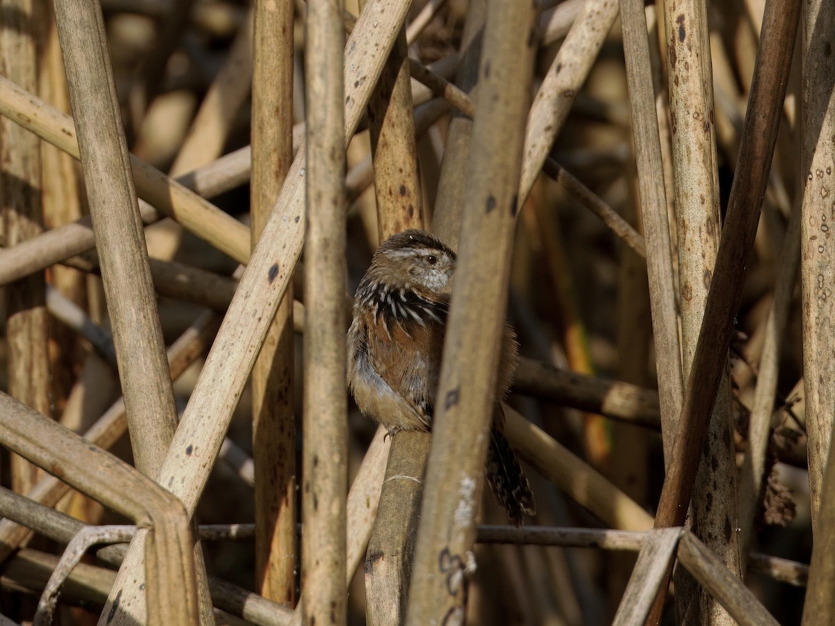 Marsh Wren - ML651090744
