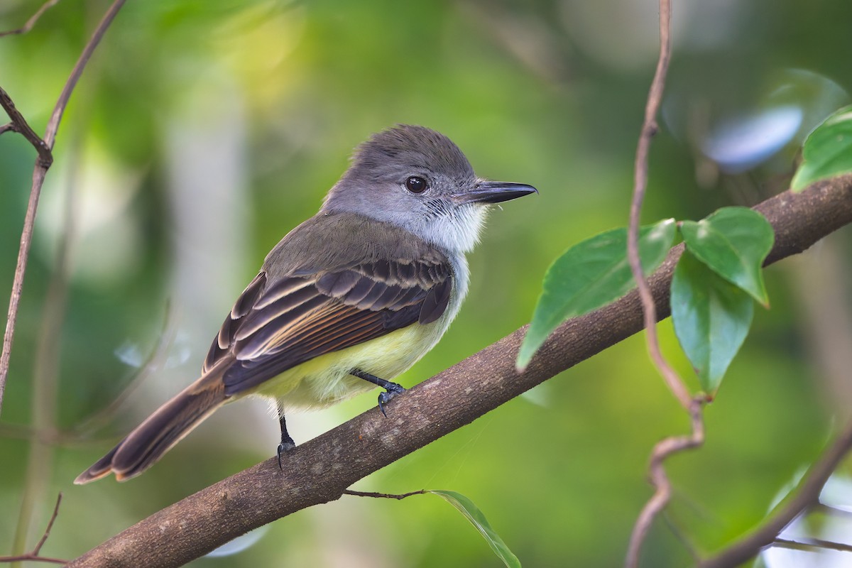 Küçük Antil Sinekkapanı - ML651090767