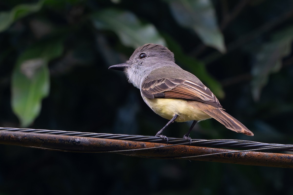 Küçük Antil Sinekkapanı - ML651090770