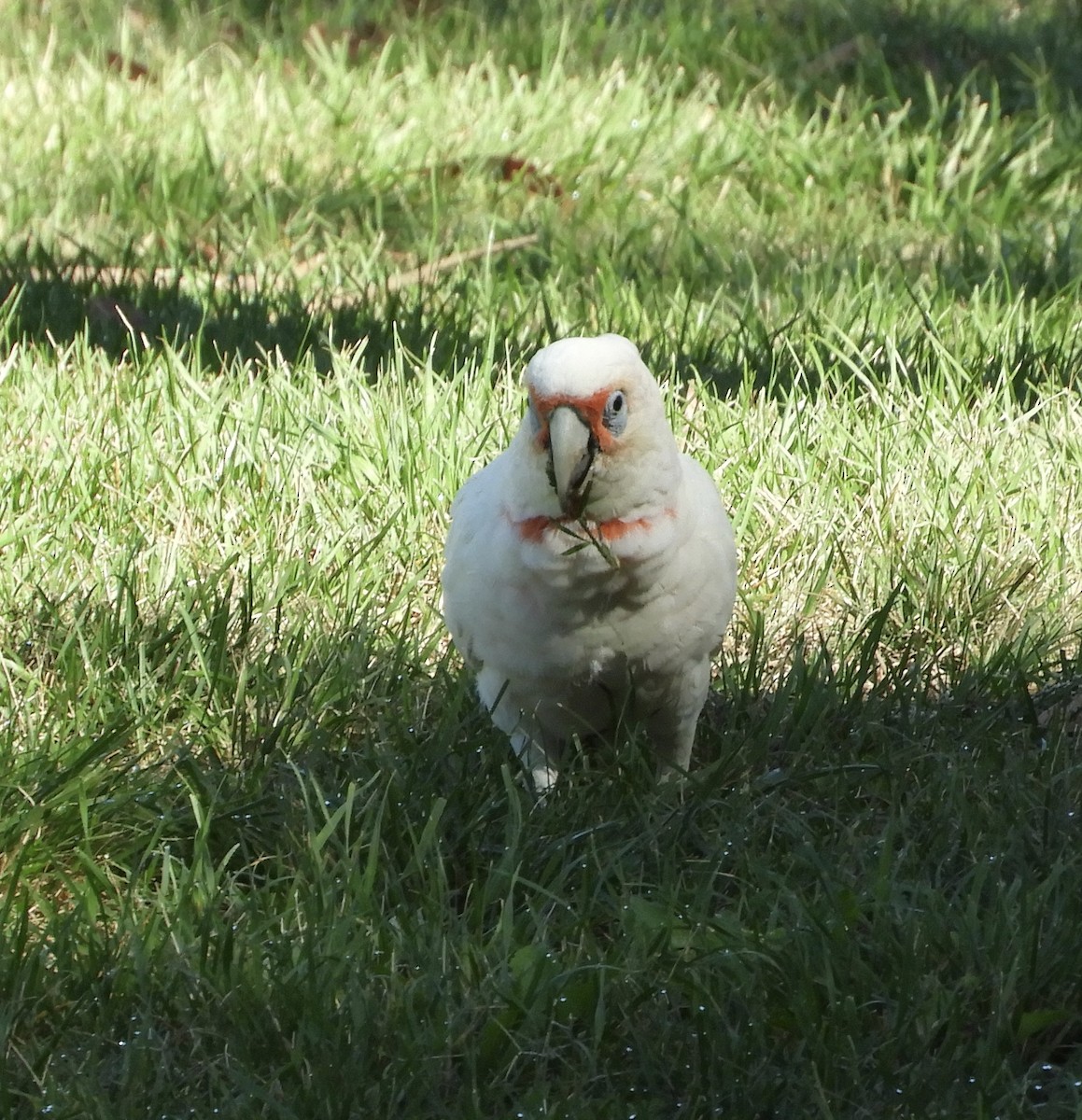 kakadu ostrozobý - ML651090783