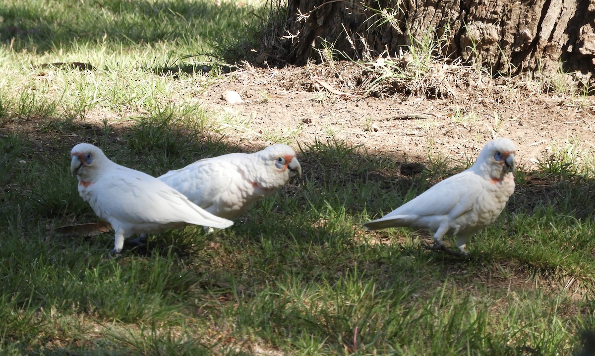 kakadu ostrozobý - ML651090784