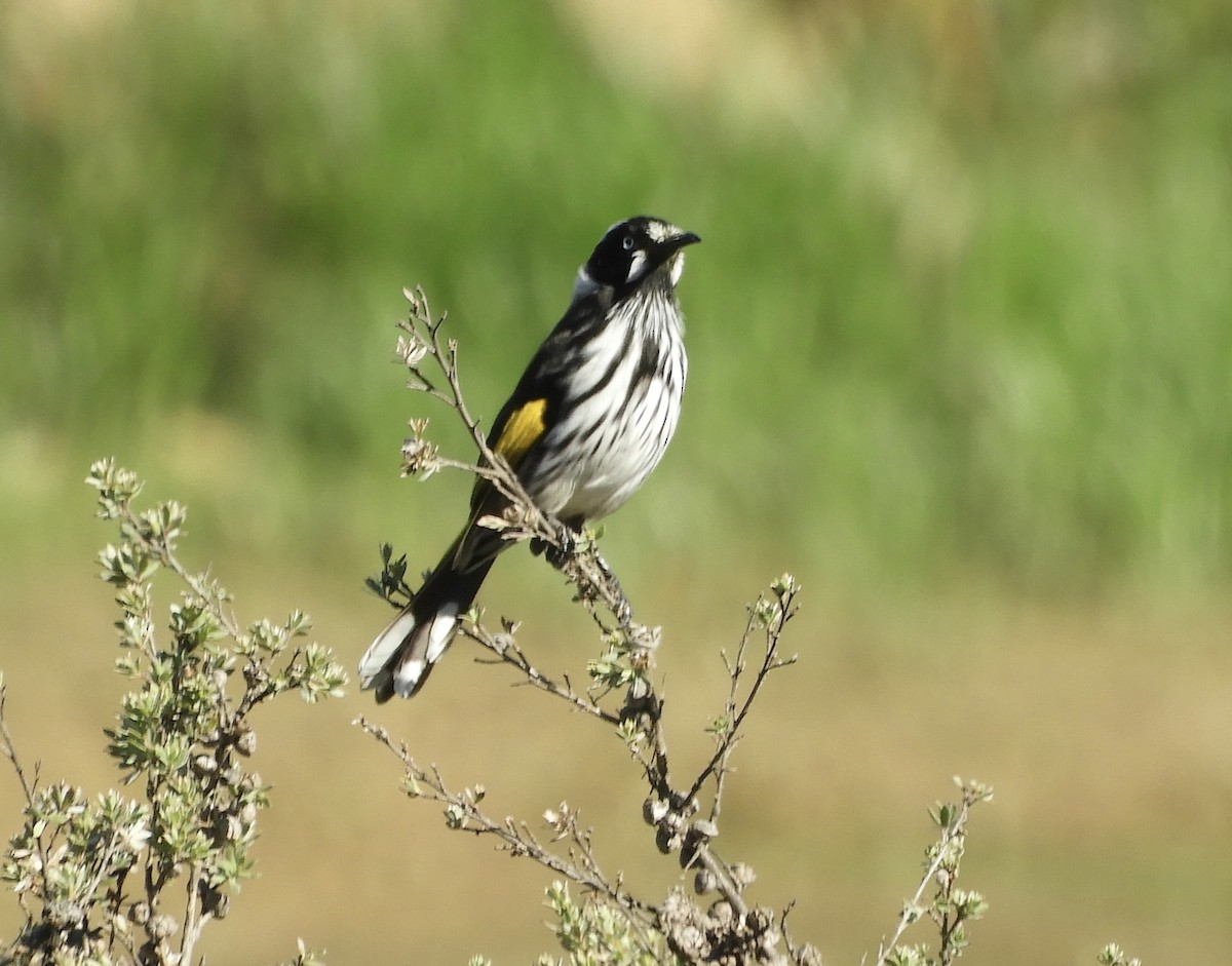 medosavka žlutokřídlá - ML651090853