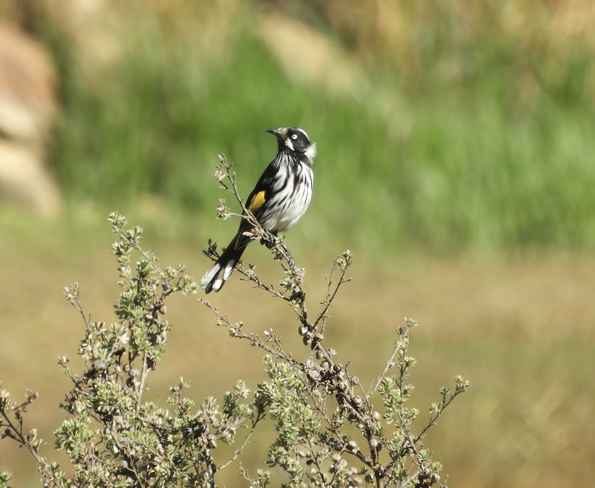 medosavka žlutokřídlá - ML651090854