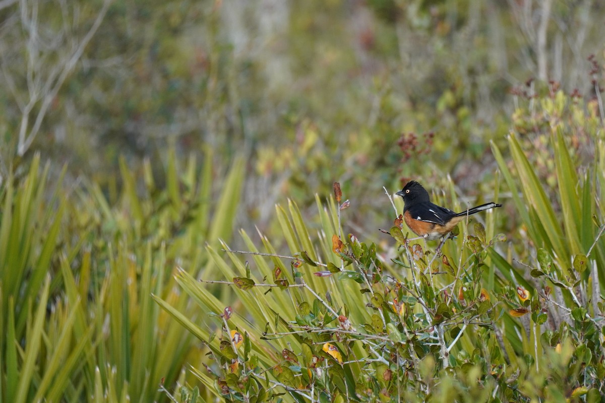 Toquí Flanquirrufo - ML651091085