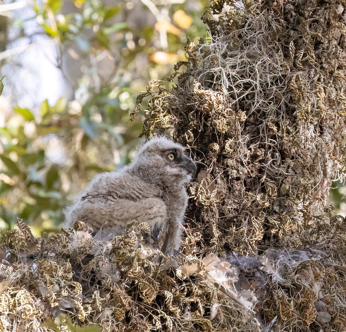 Виргинский филин - ML651091269