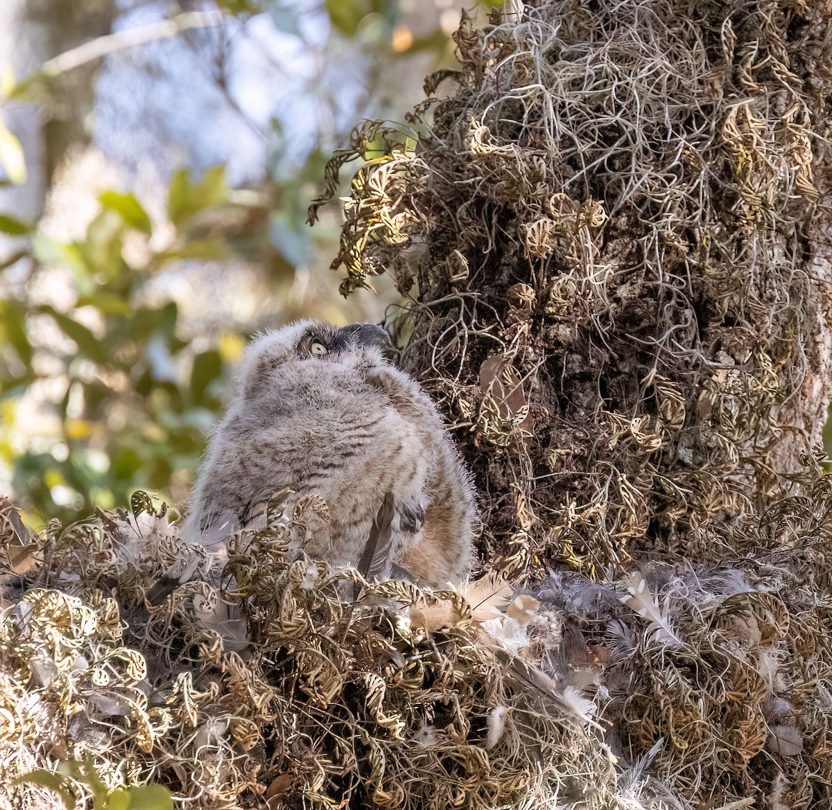 Виргинский филин - ML651091270
