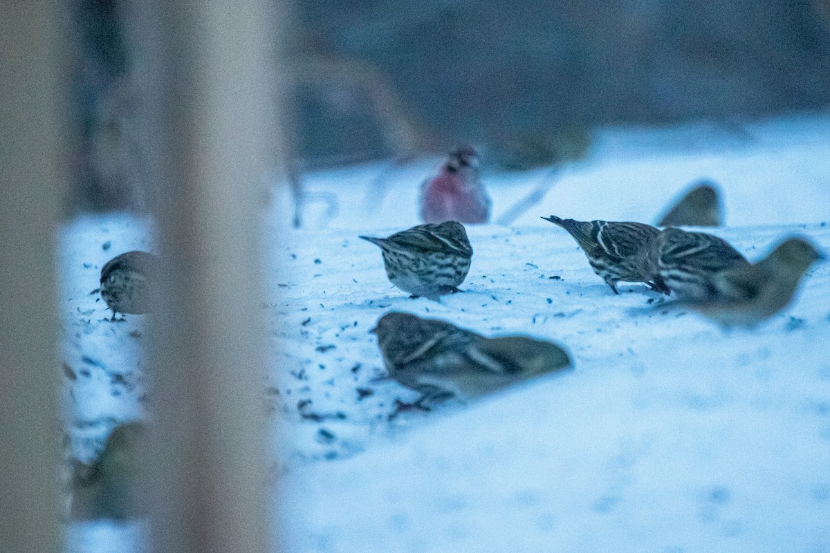 stripesisik - ML651092089