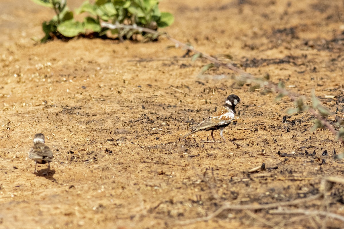 Weißwangenlerche - ML651092317