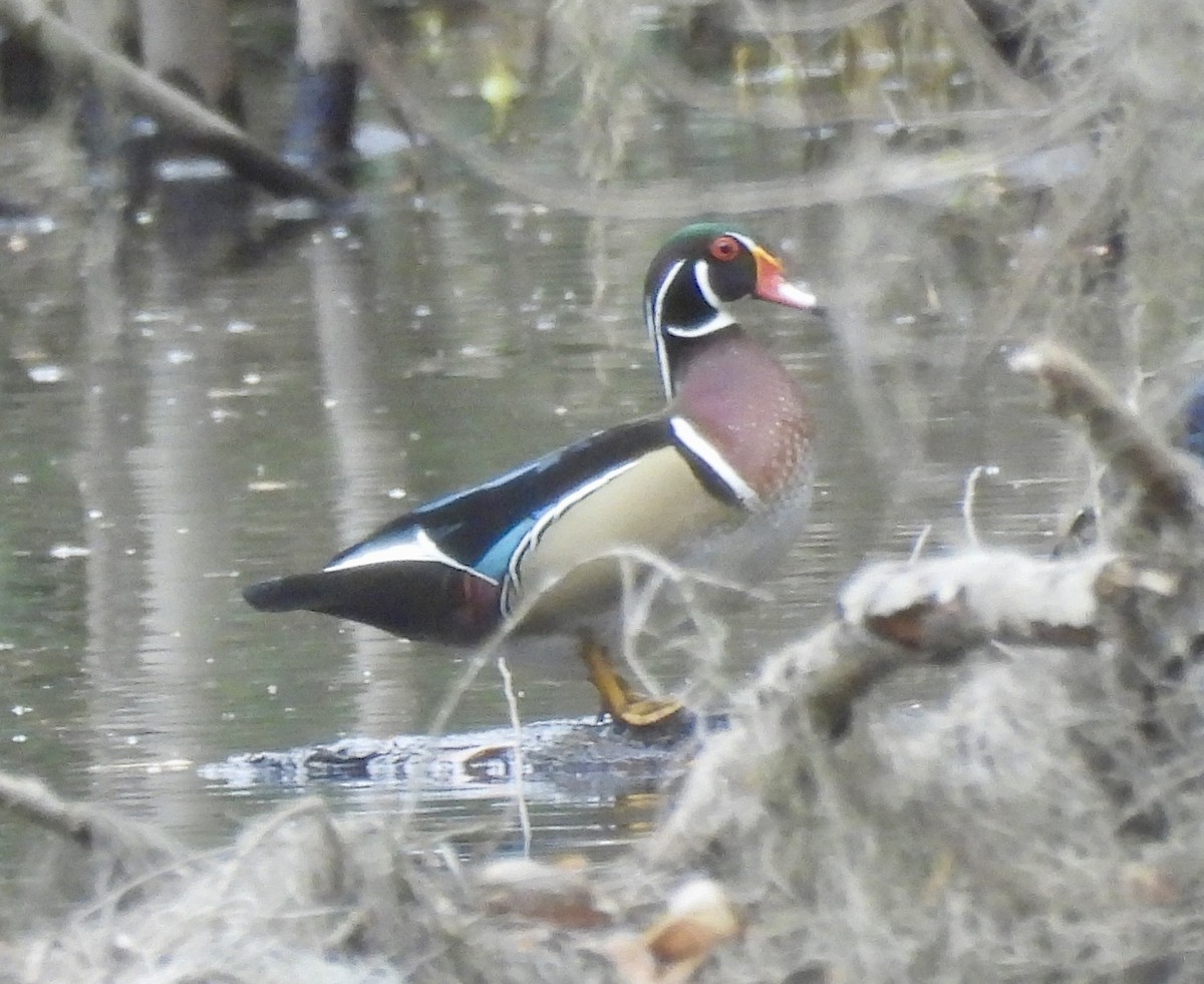 Wood Duck - ML651092656