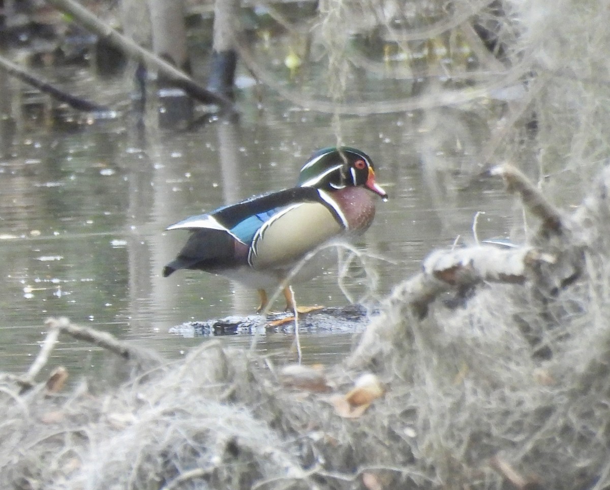 Wood Duck - ML651092657