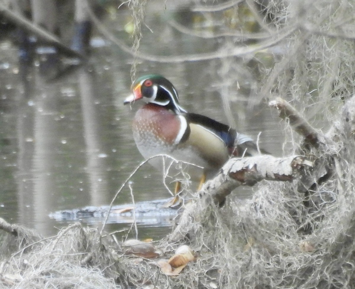 Wood Duck - ML651092658
