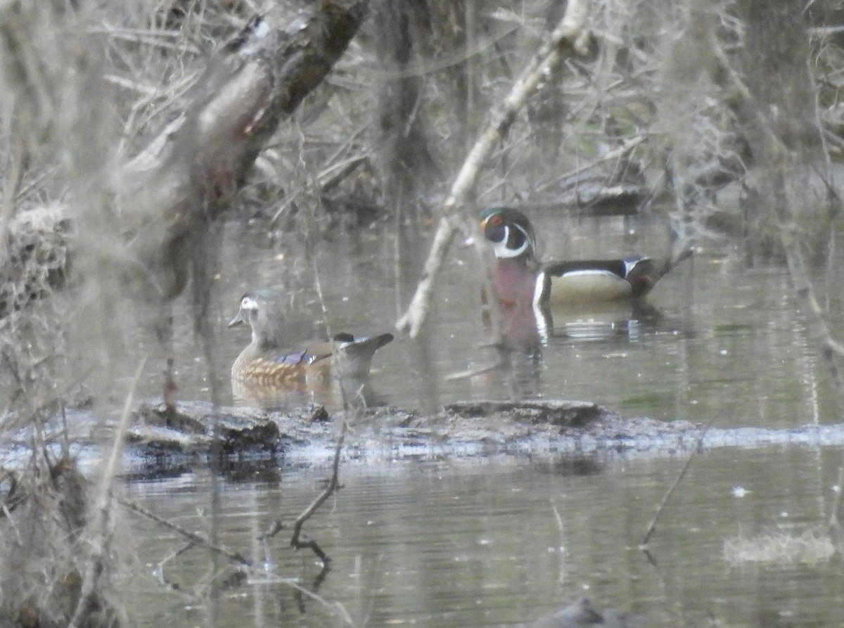 Wood Duck - ML651092659