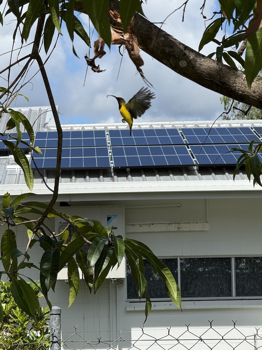 Sahul Sunbird - ML651092718