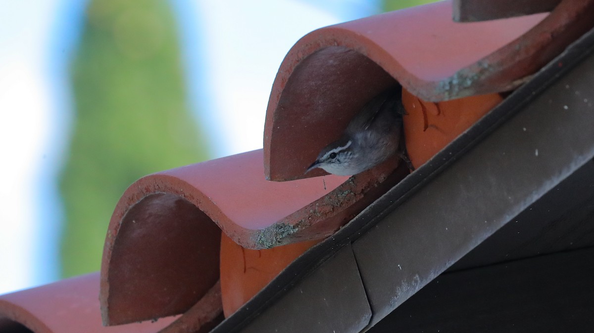 Bewick's Wren (spilurus Group) - ML651092809