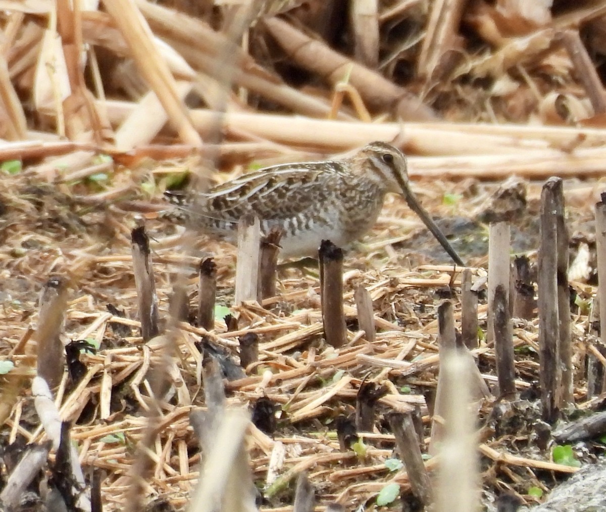 Wilson's Snipe - ML651092996