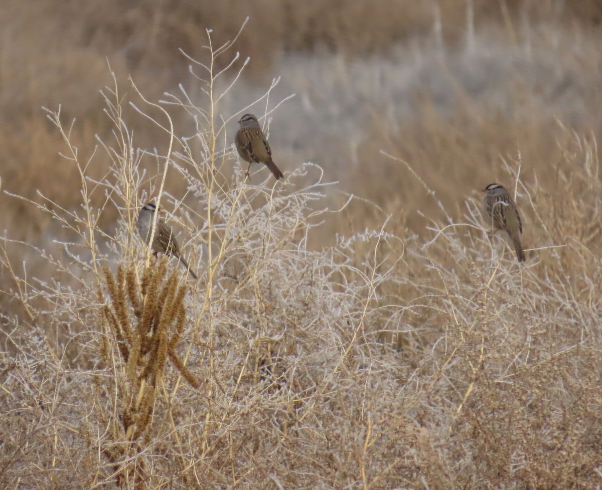 גיבתונית לבנת-כיפה - ML651093218