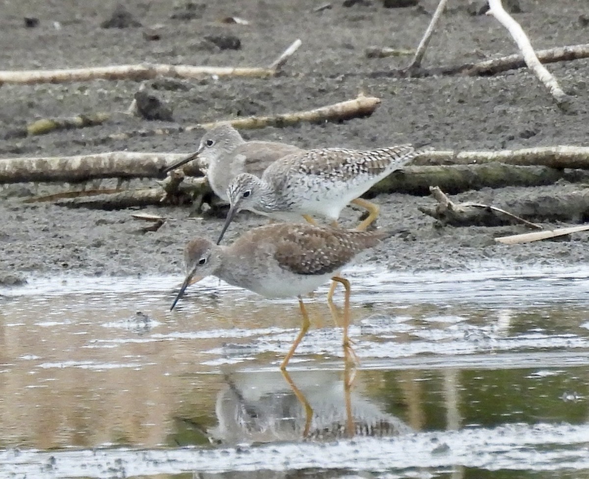 Lesser Yellowlegs - ML651093244
